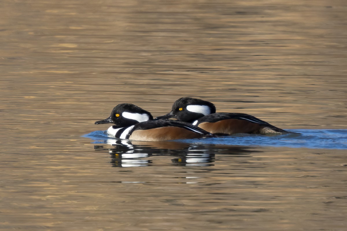 morčák chocholatý - ML646856496
