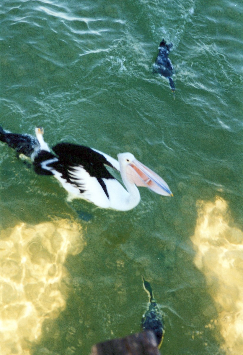 Australian Pelican - ML646856497
