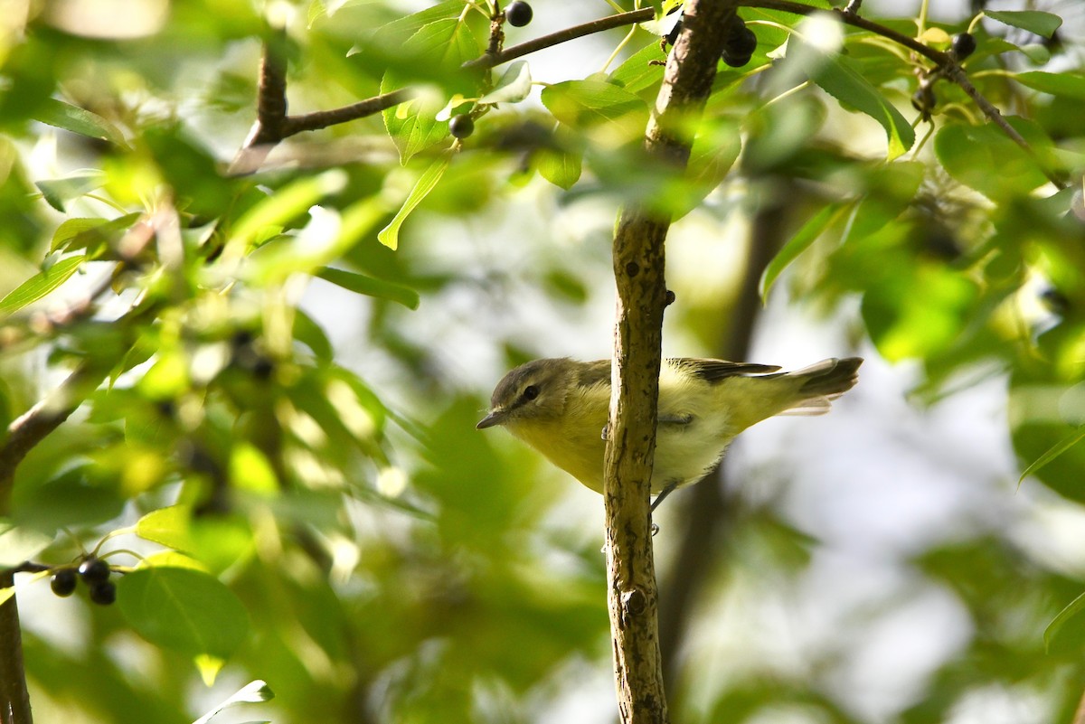 Philadelphia Vireo - ML646856501