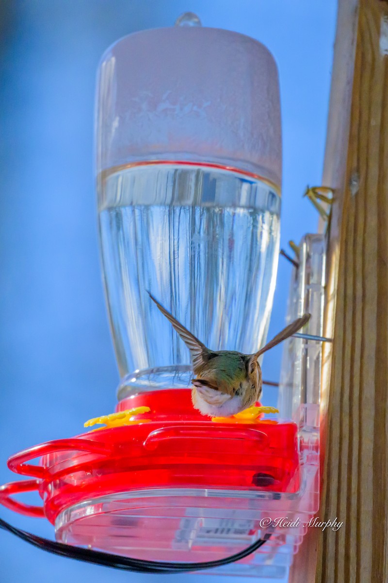 Rufous Hummingbird - ML646856502