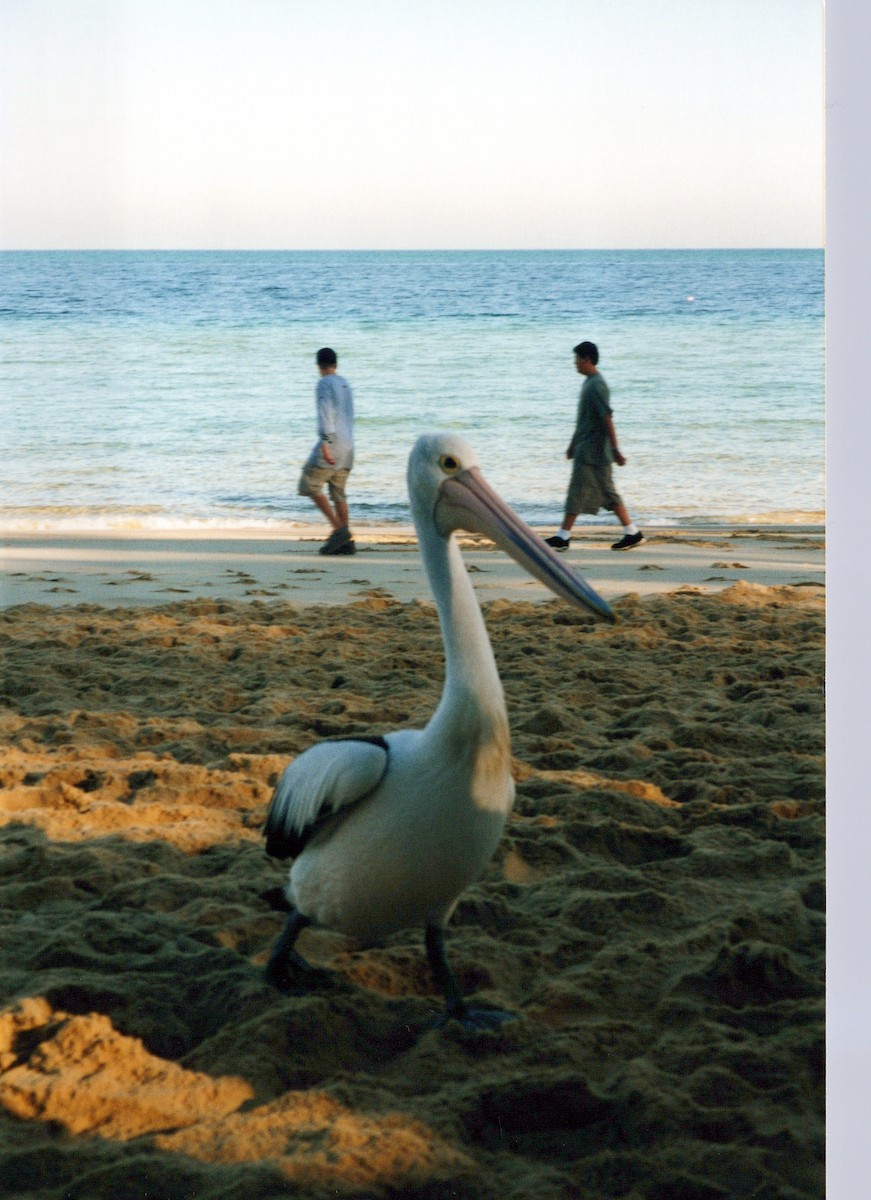 Australian Pelican - ML646856505