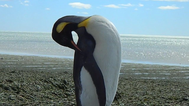 King Penguin - ML646856506