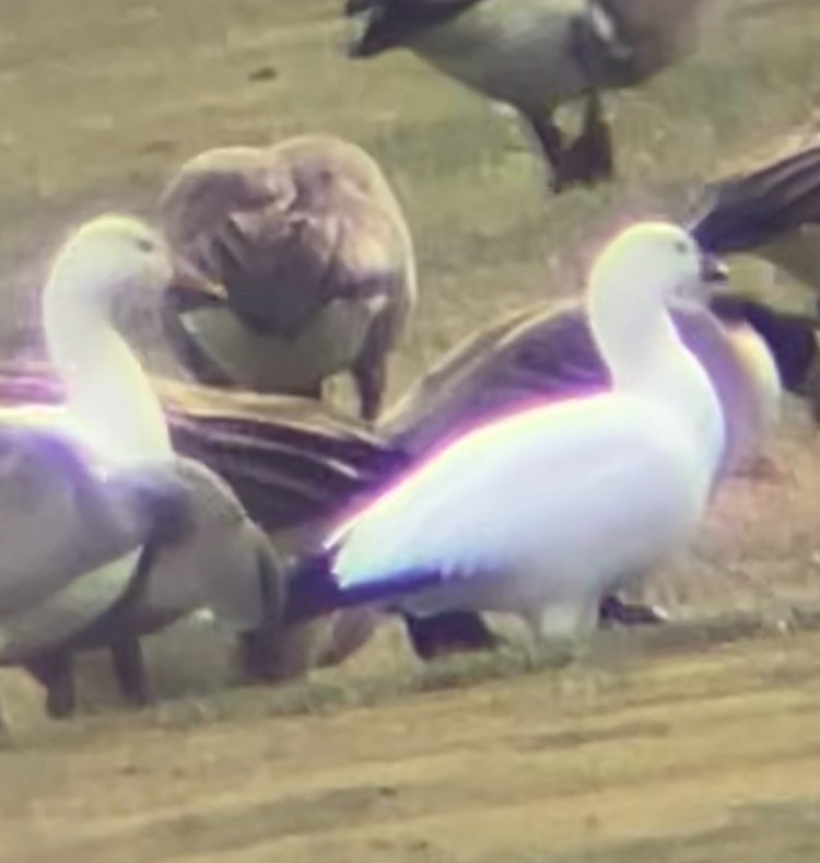 Ross's Goose - ML646856507