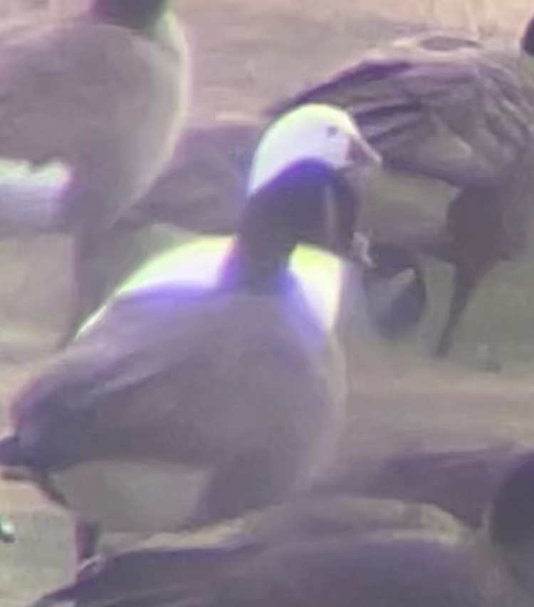 Ross's Goose - ML646856508