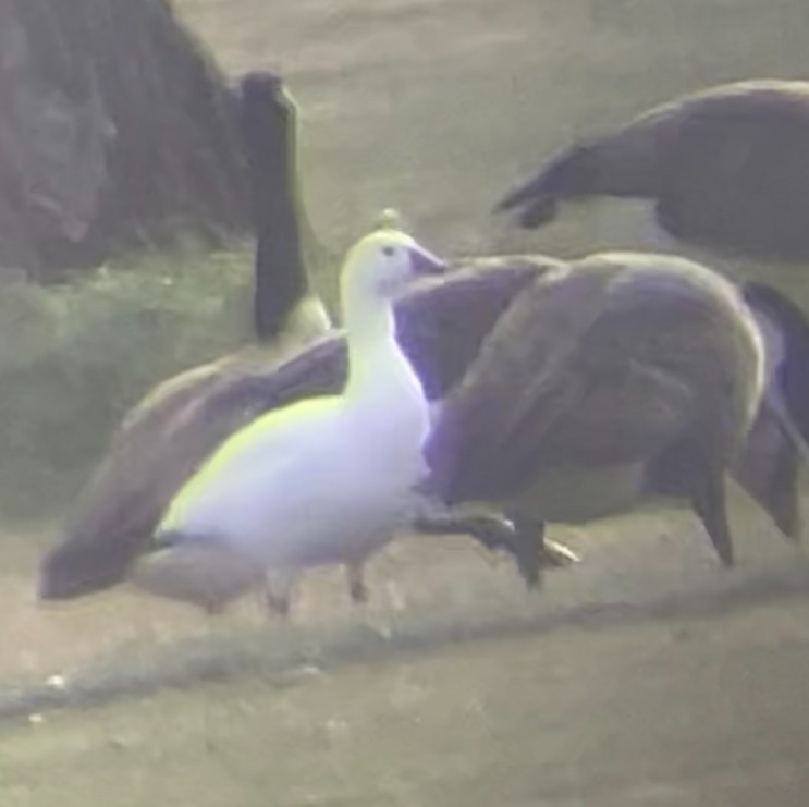 Ross's Goose - ML646856509