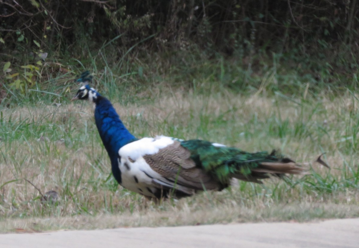 Indian Peafowl - ML646856510