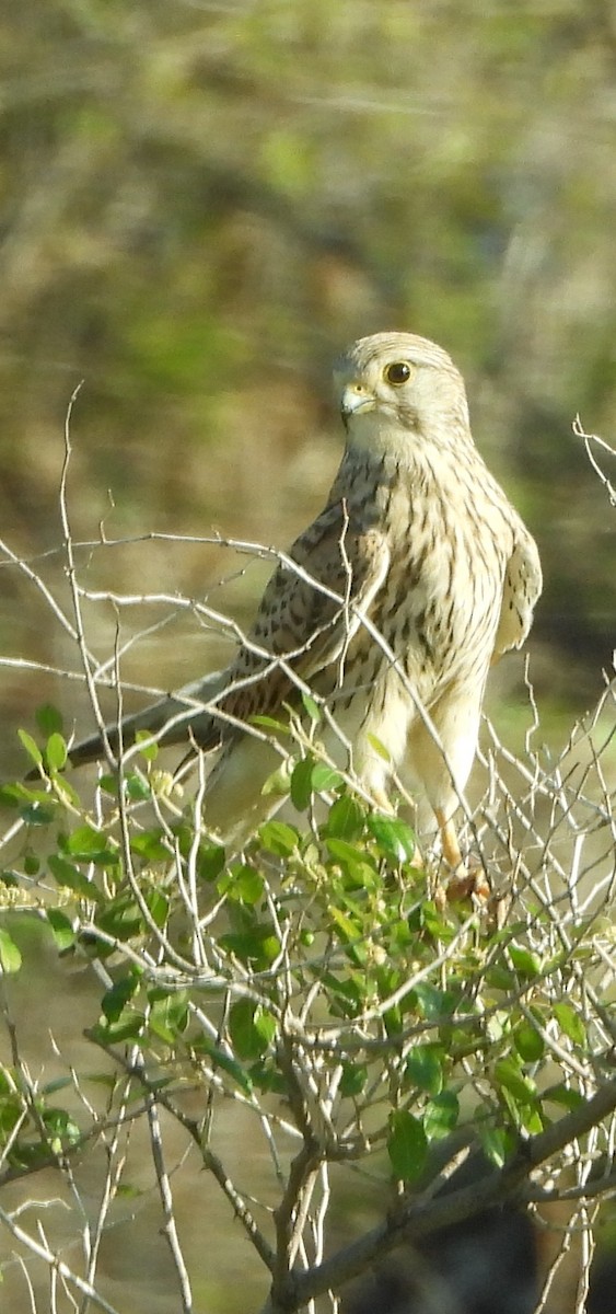 Eurasian Kestrel - ML646856511