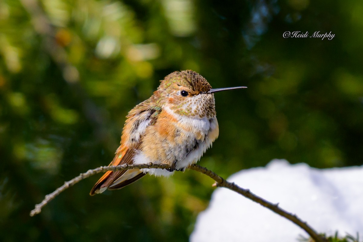 Rufous Hummingbird - ML646856513