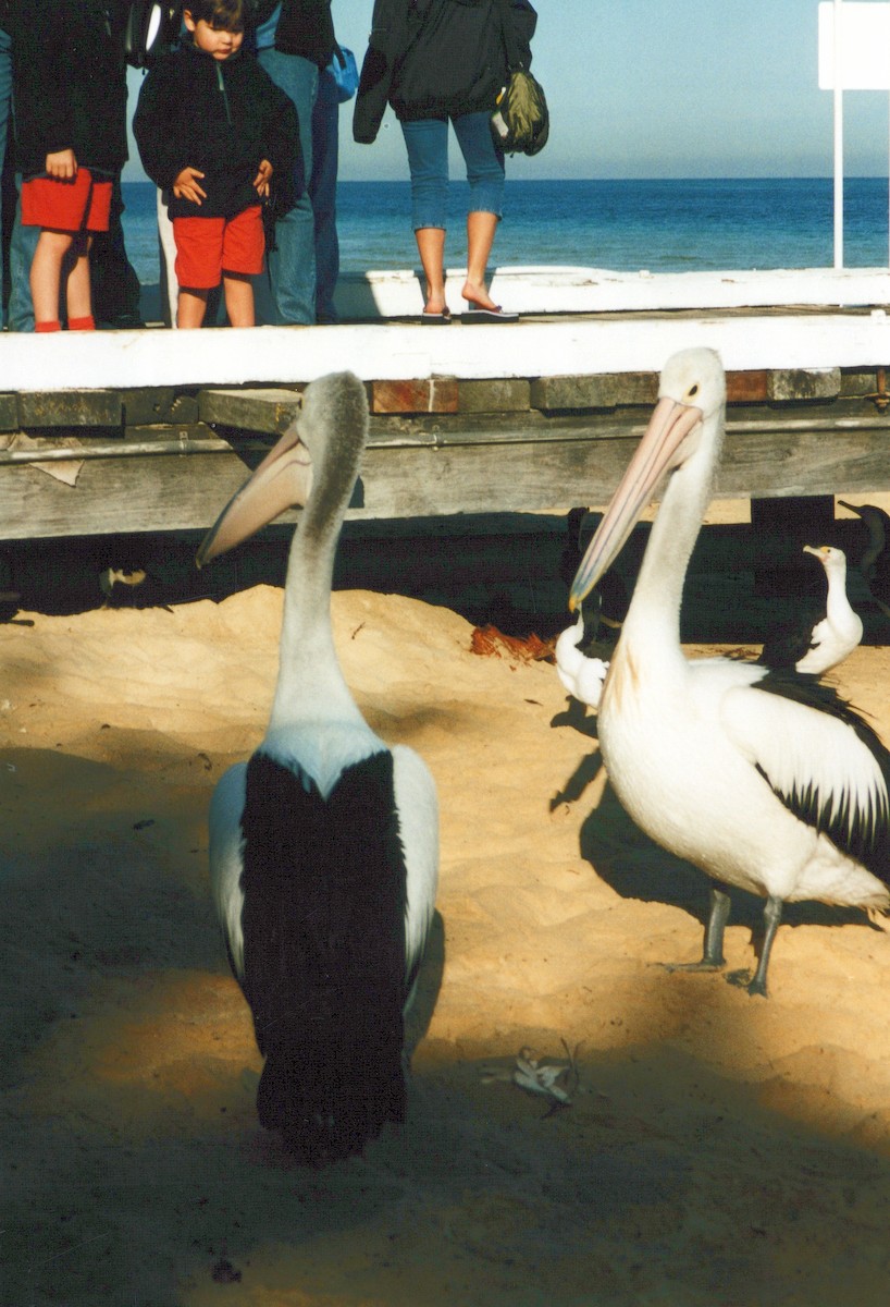 Australian Pelican - ML646856516