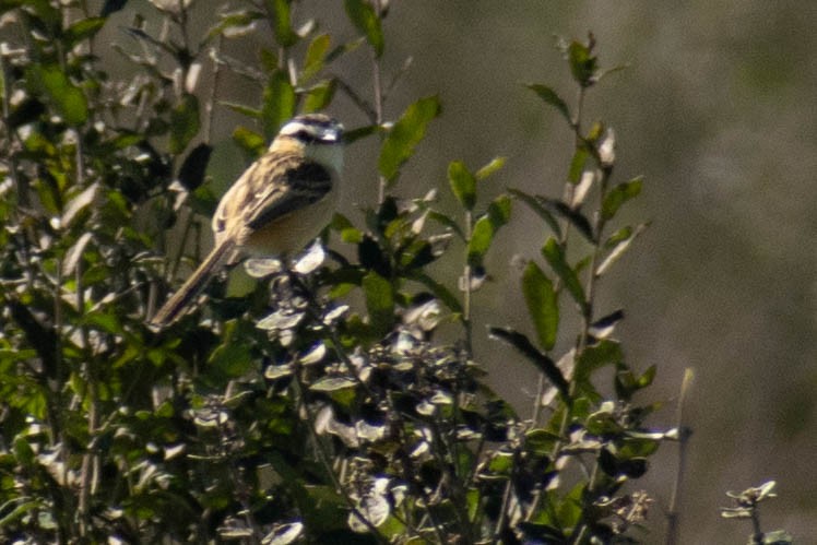 piggstjerttyrann - ML646856517