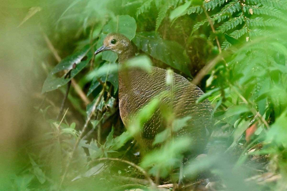Tawny-breasted Tinamou - ML646856518