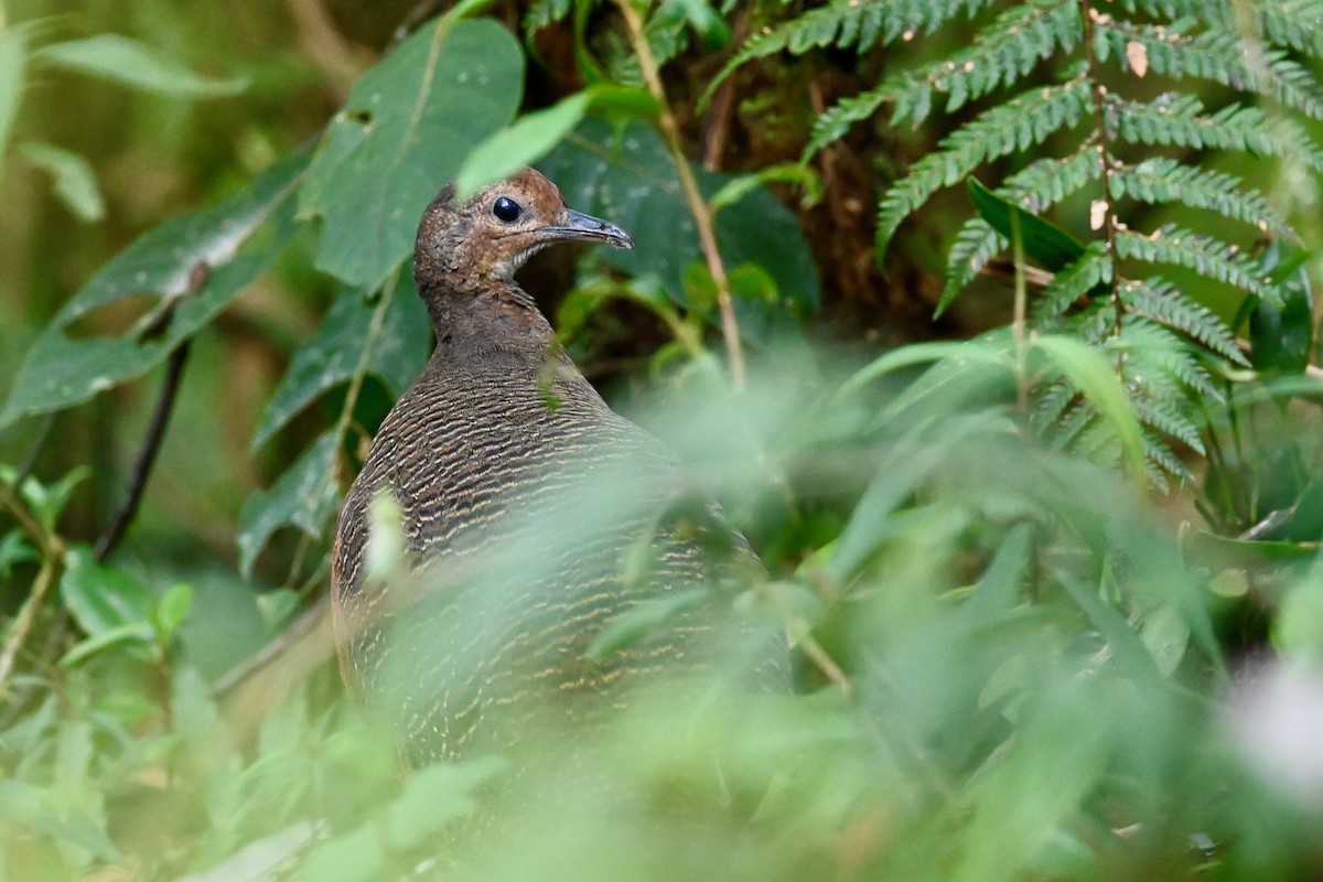 Tawny-breasted Tinamou - ML646856519