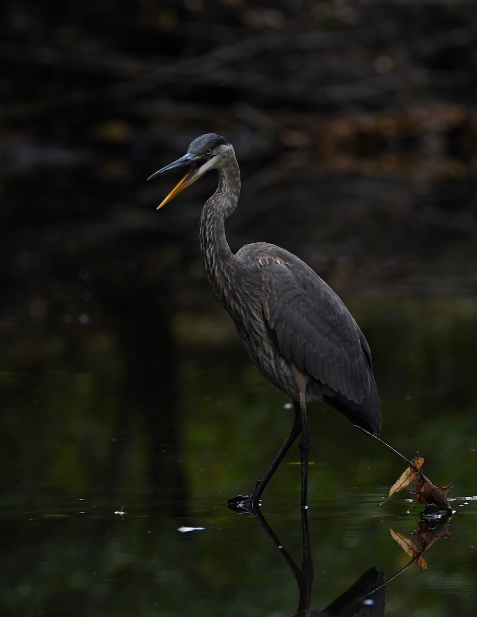 Great Blue Heron - ML646856522