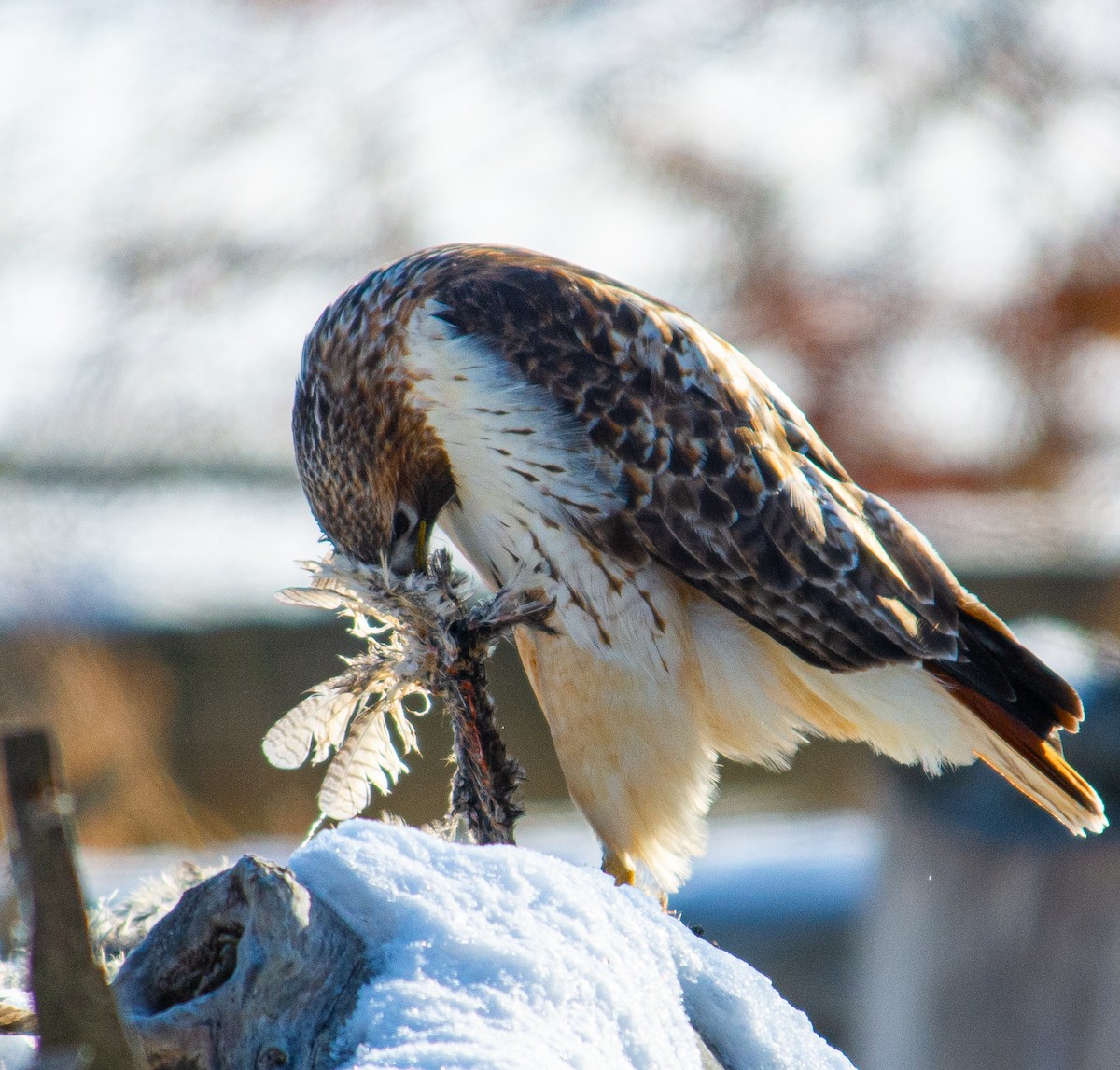 Red-tailed Hawk - ML646856526