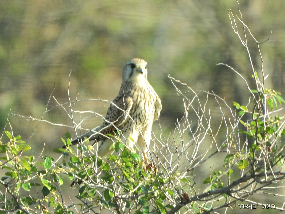 Eurasian Kestrel - ML646856527