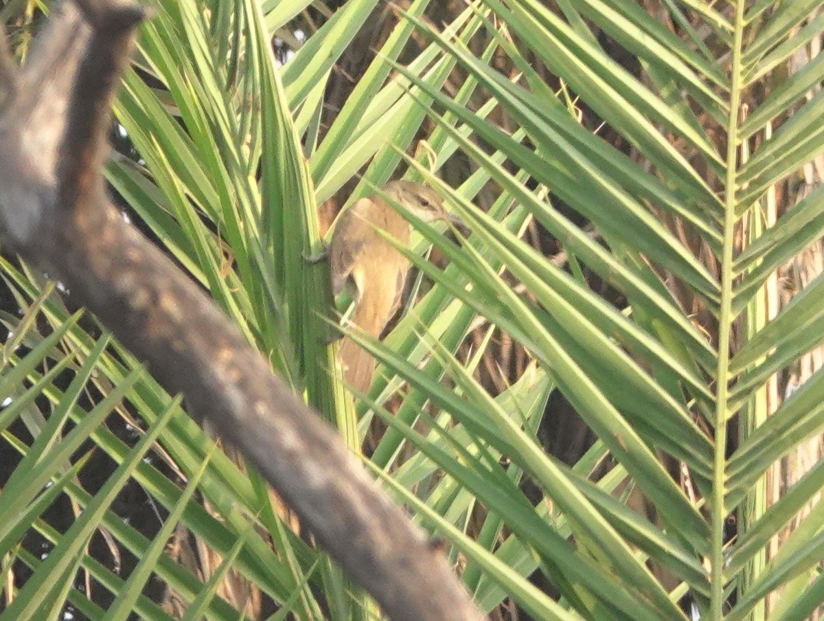 チュウヨシキリ - ML646856531