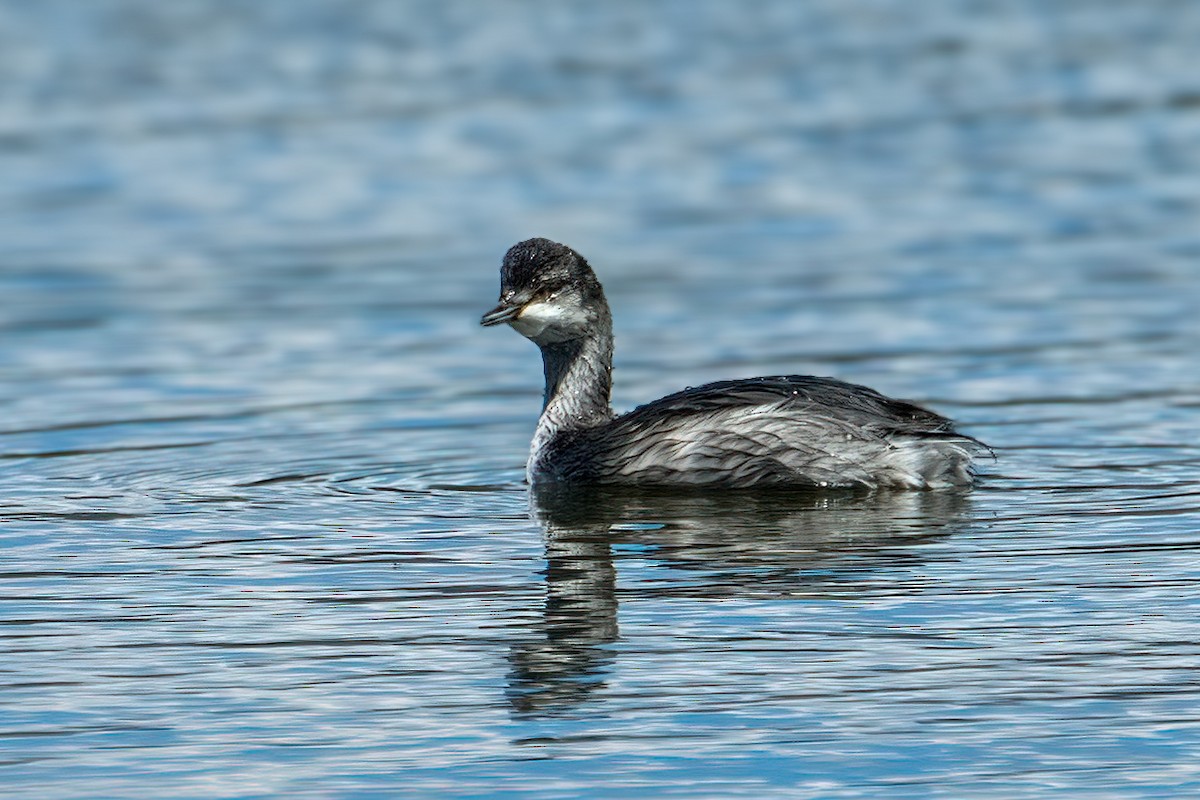 Grèbe à cou noir - ML646856532