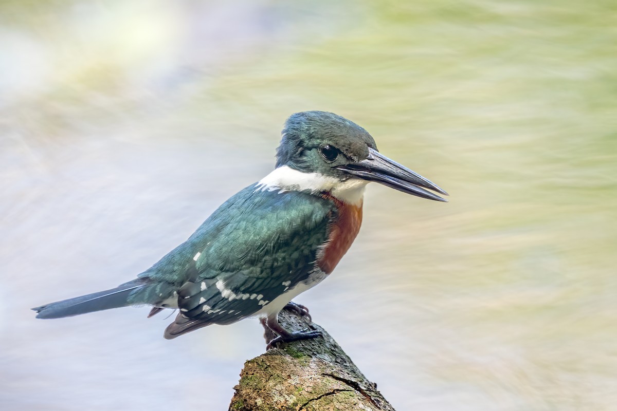 grønnisfugl - ML646856533