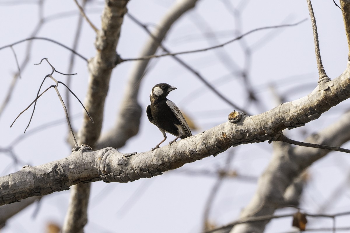 skřivan bělouchý - ML646856534