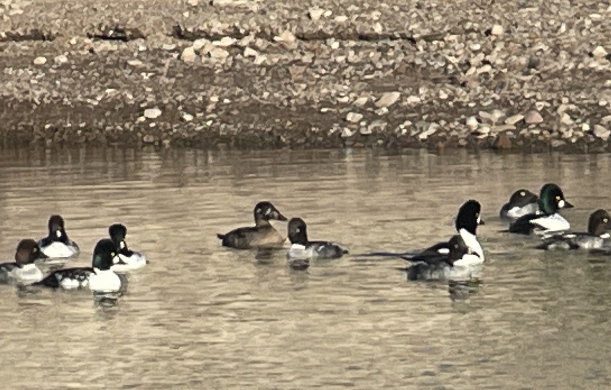 Турпан білолобий - ML646856540