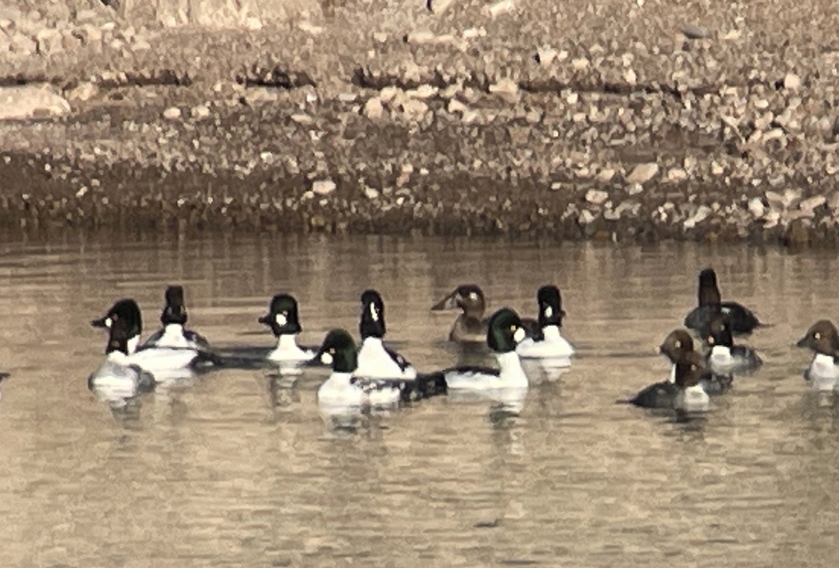 Турпан білолобий - ML646856542