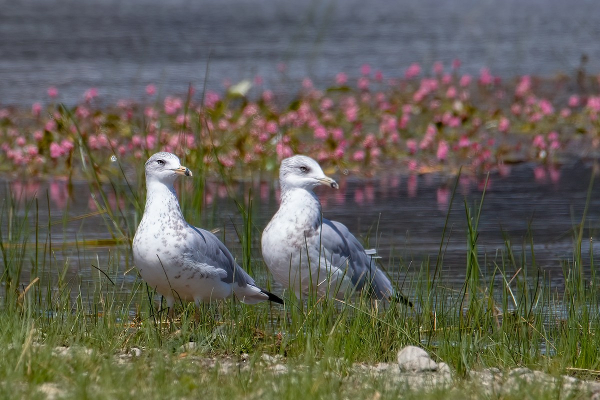 racek kroužkozobý - ML646856544