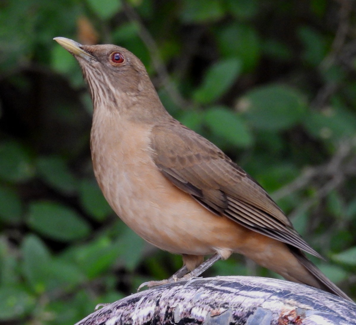 バフムジツグミ - ML646856547