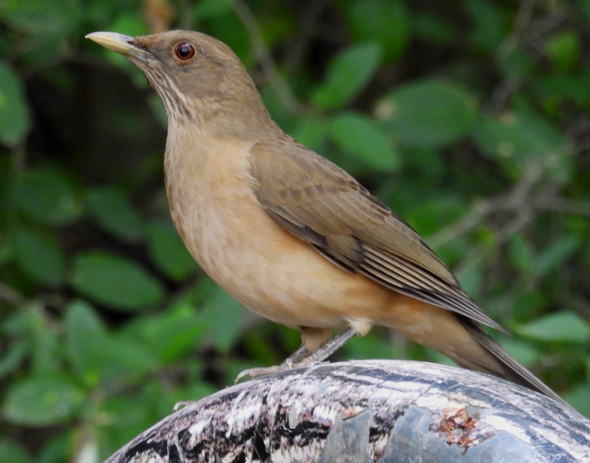 バフムジツグミ - ML646856548