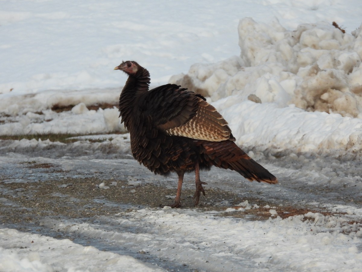 シチメンチョウ - ML646856549