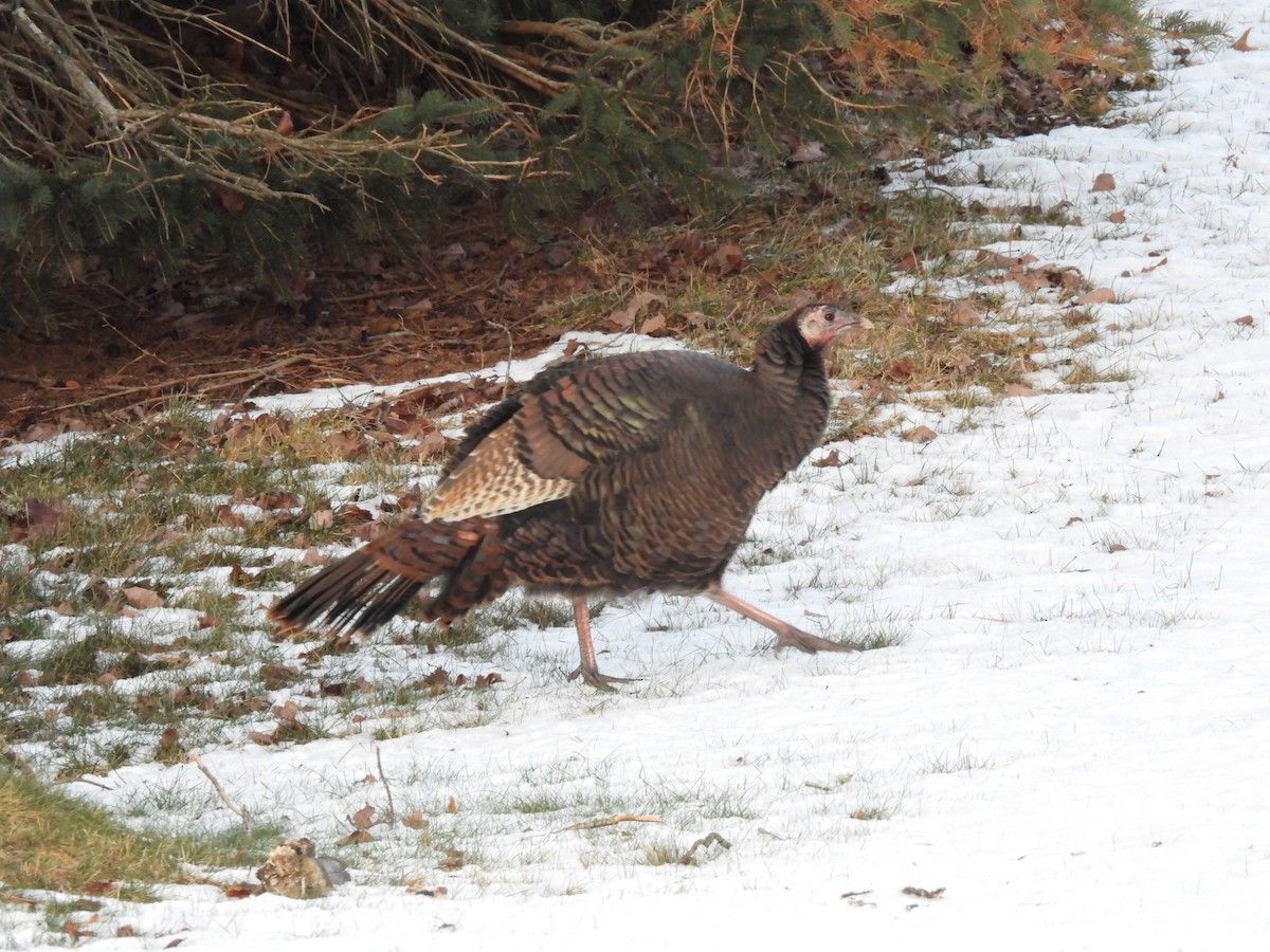 シチメンチョウ - ML646856550