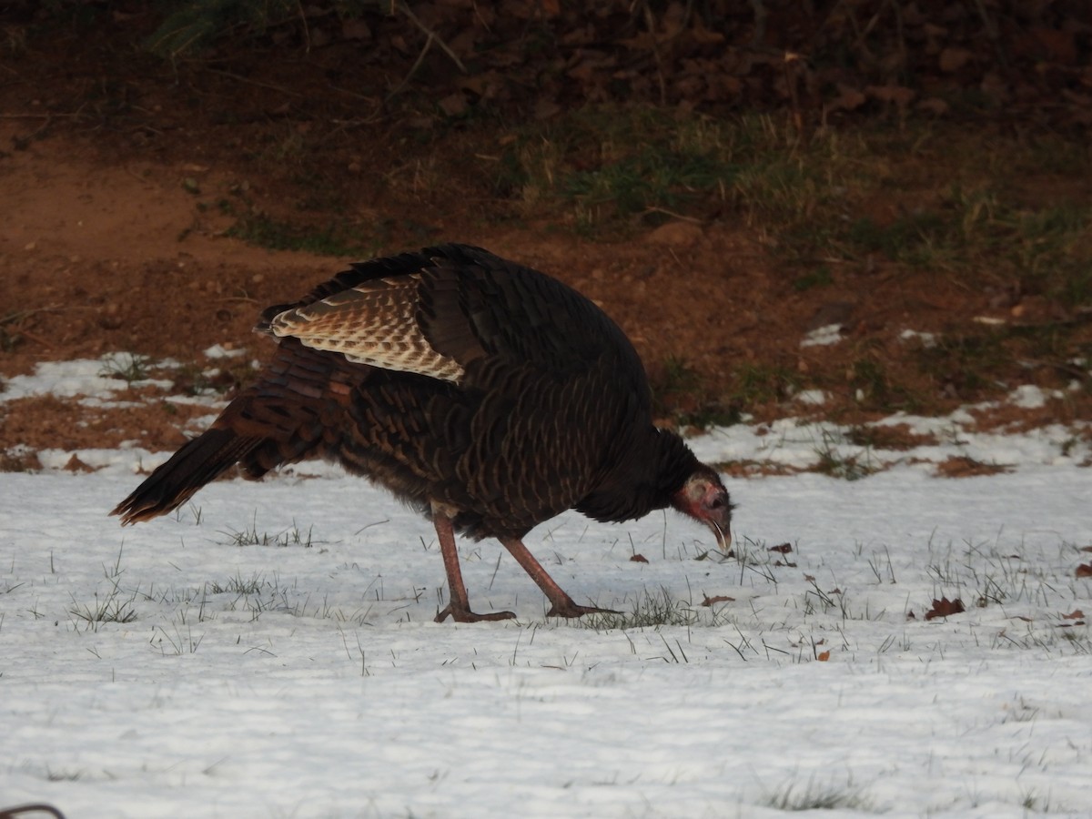 シチメンチョウ - ML646856552
