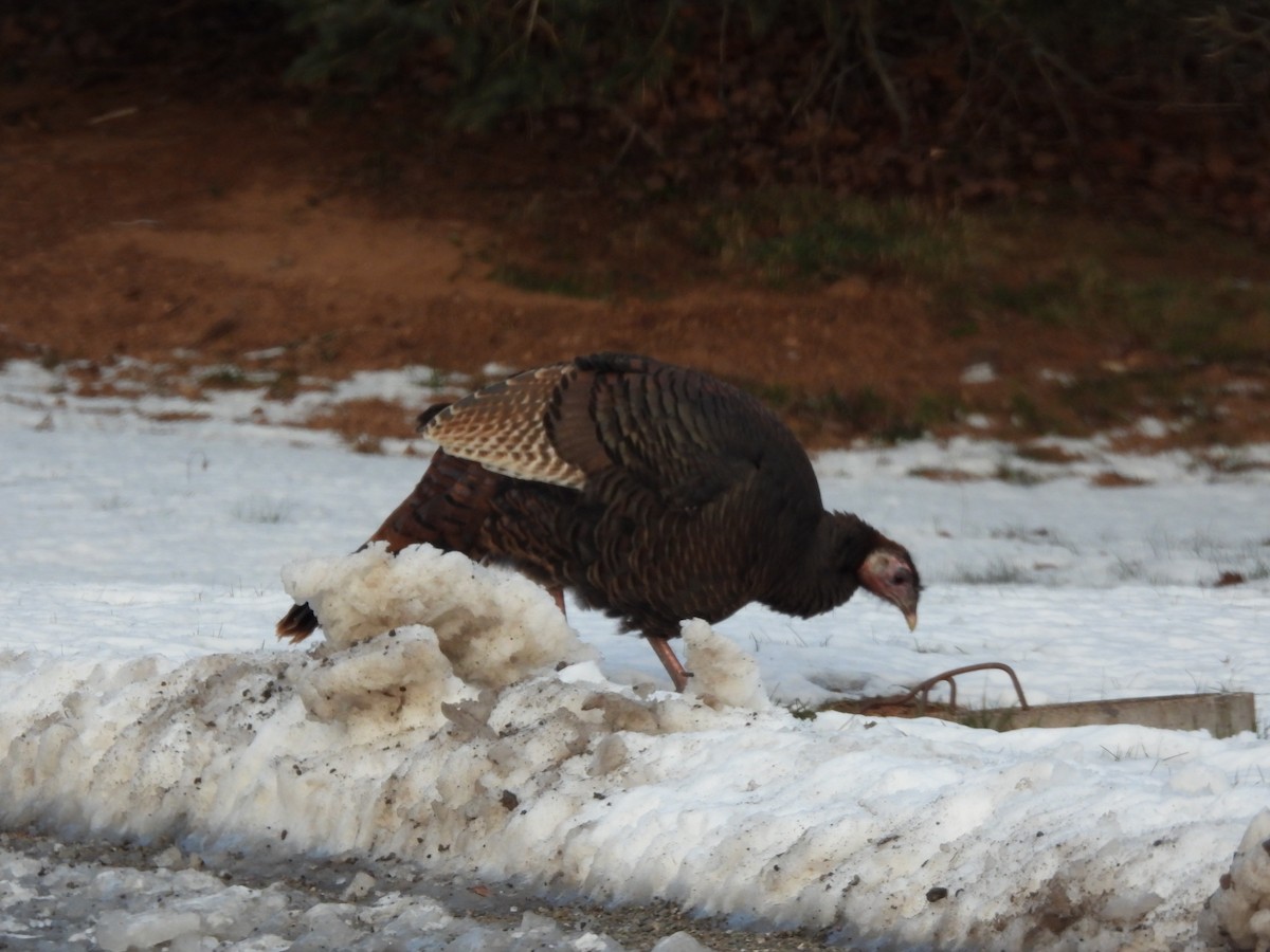 シチメンチョウ - ML646856553