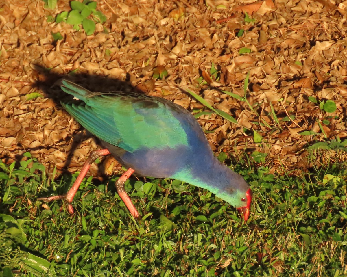 ハイガシラセイケイ - ML646856554