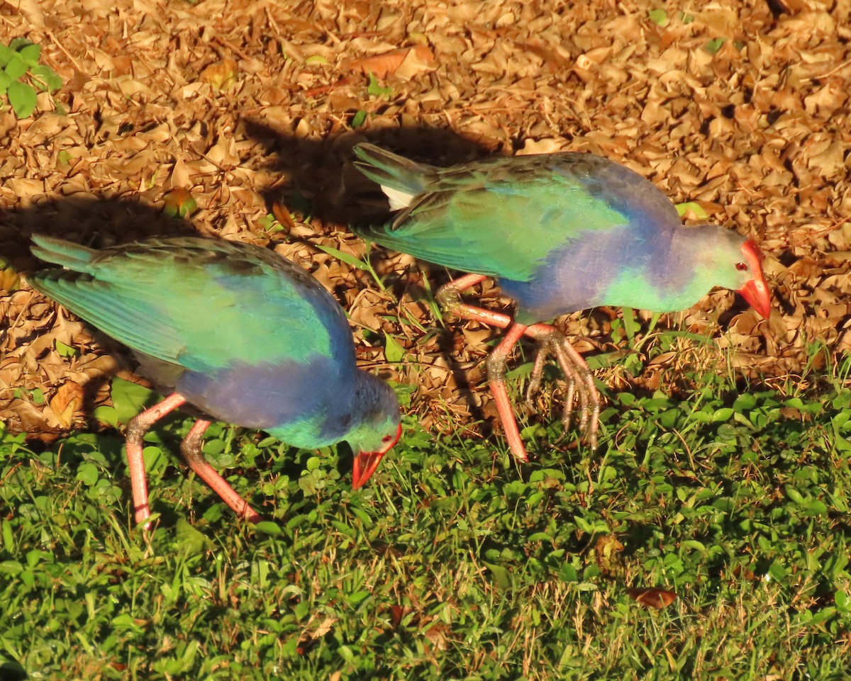 ハイガシラセイケイ - ML646856555