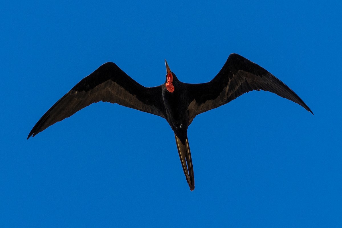 アメリカグンカンドリ - ML646856556