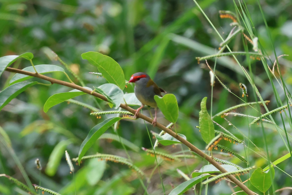 フヨウチョウ - ML646856557