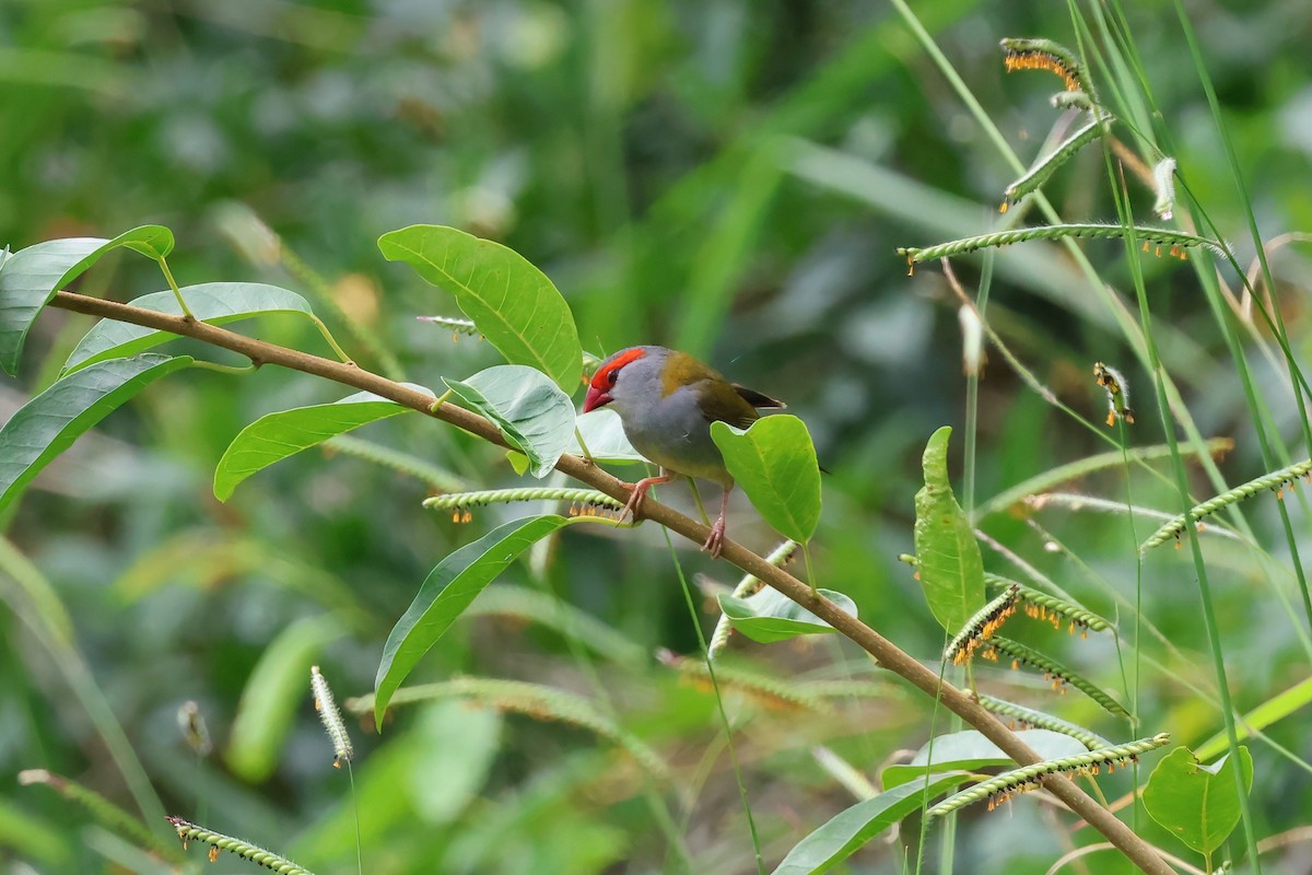 フヨウチョウ - ML646856558