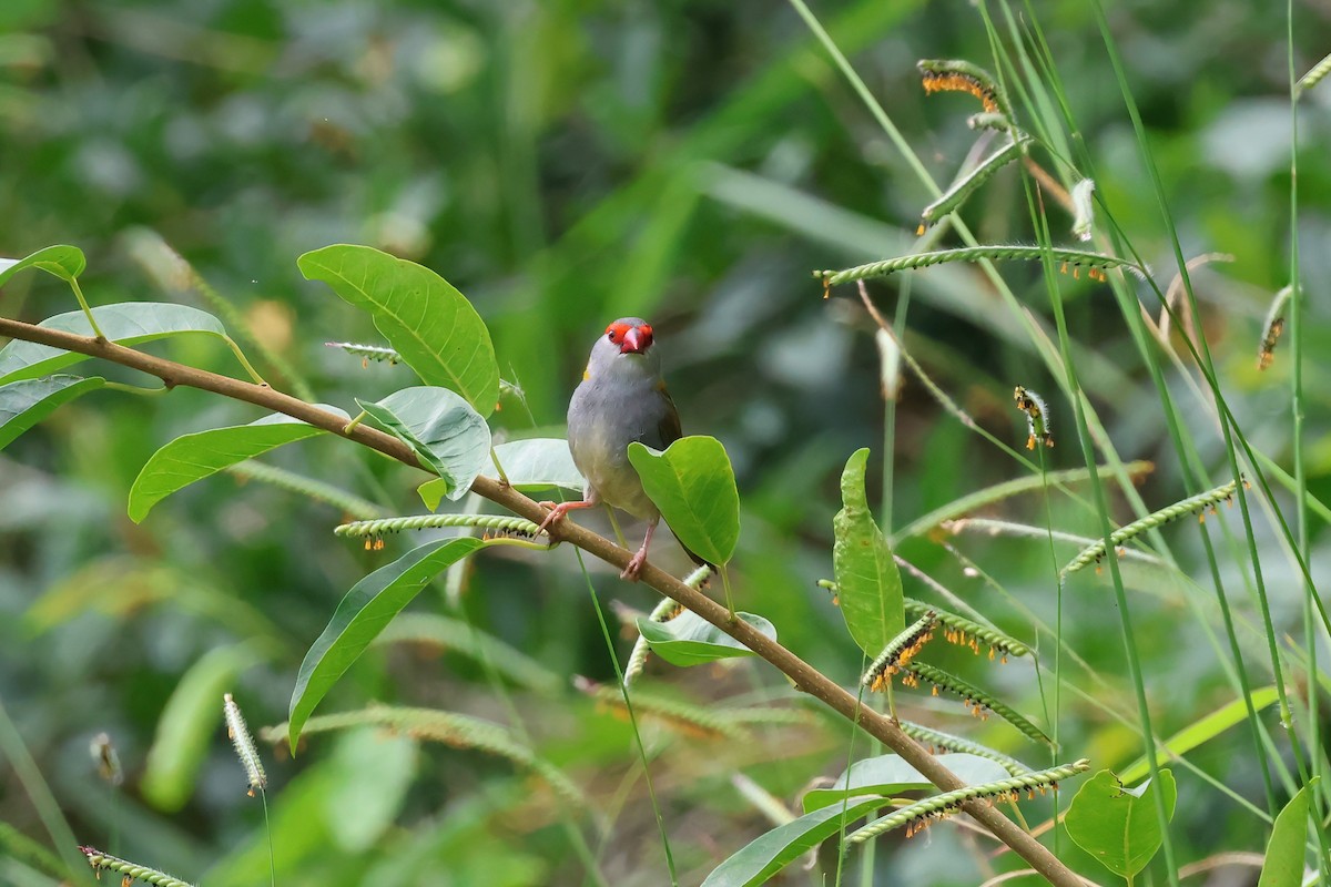 フヨウチョウ - ML646856559