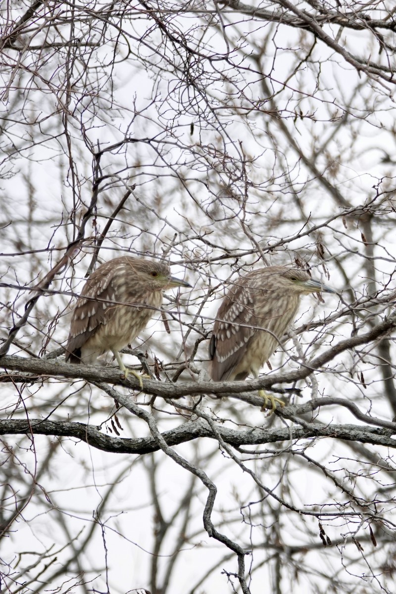 ゴイサギ - ML646856560