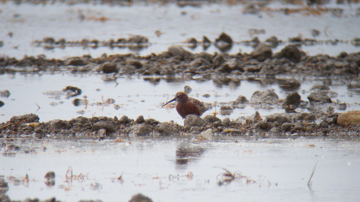 サルハマシギ - ML646856561