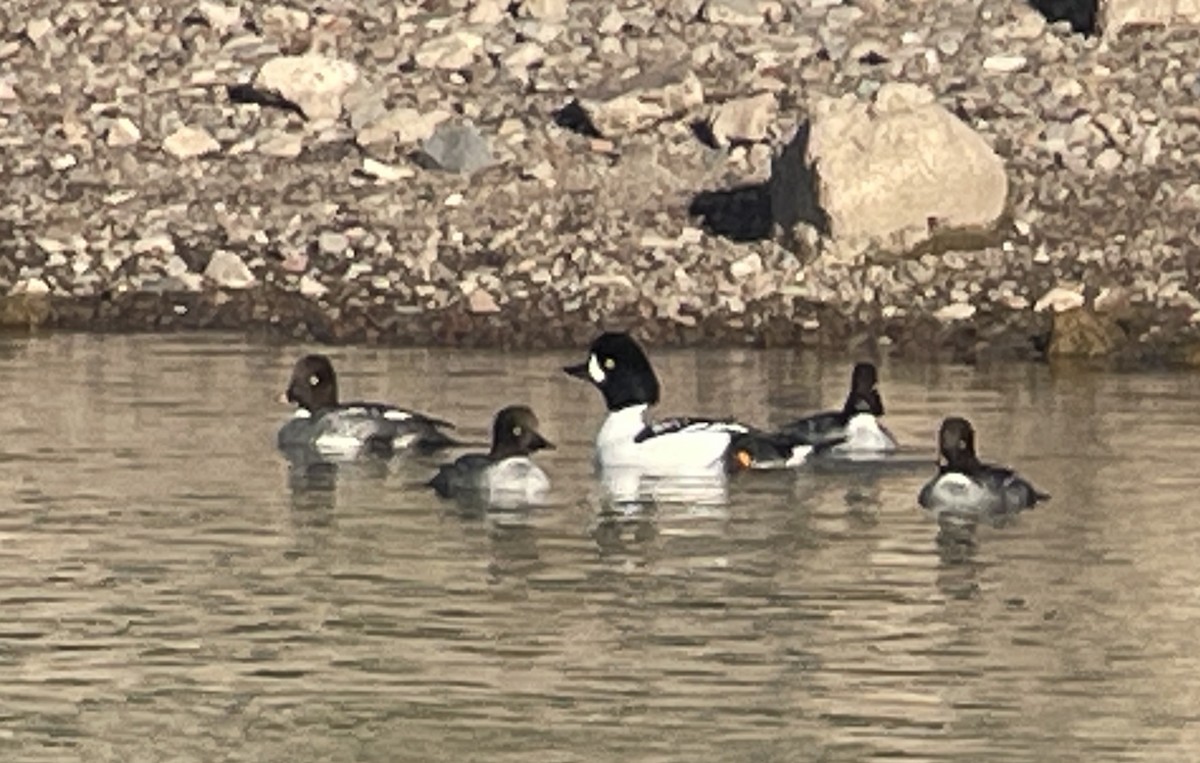 キタホオジロガモ - ML646856562