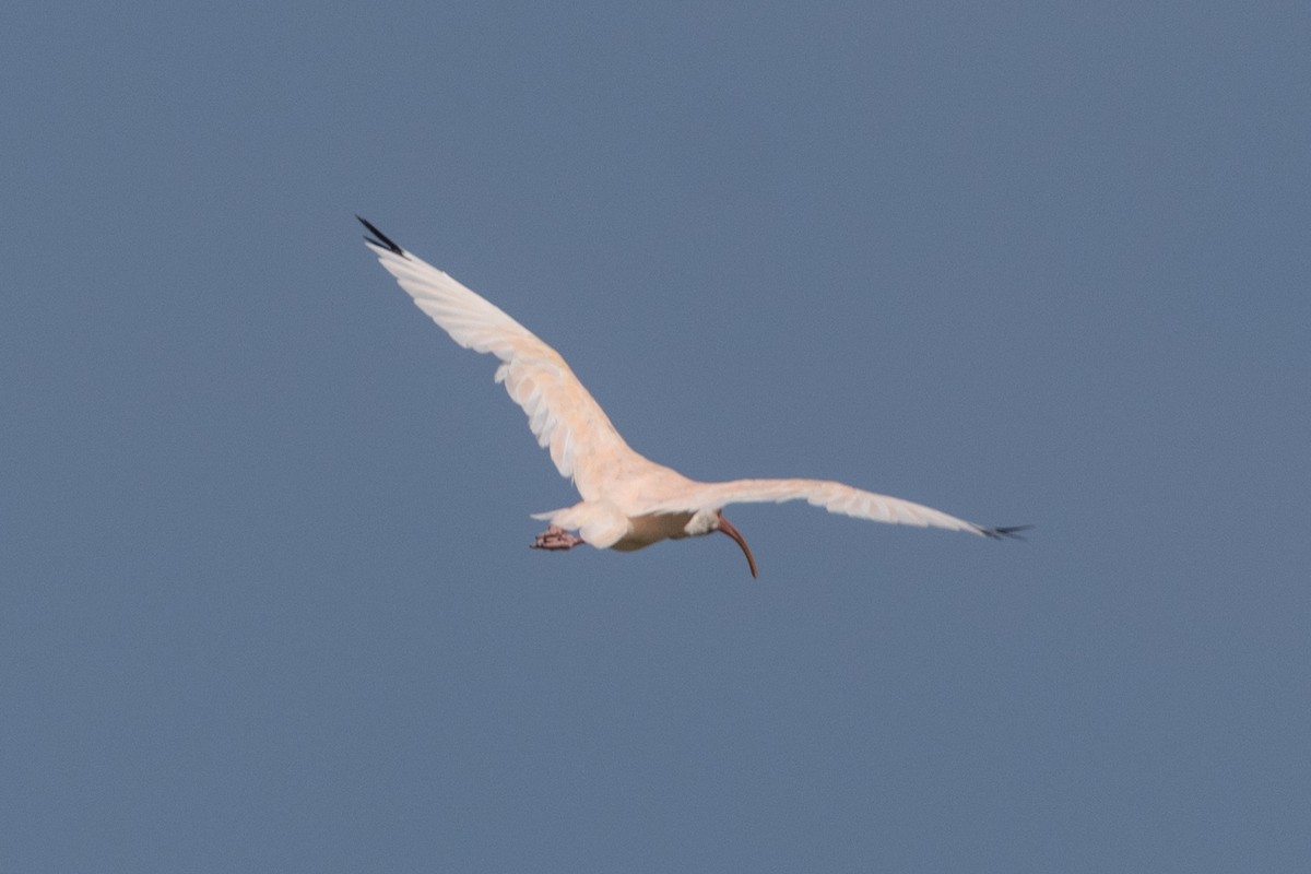 雑種 シロトキ ｘ ショウジョウトキ - ML646856563