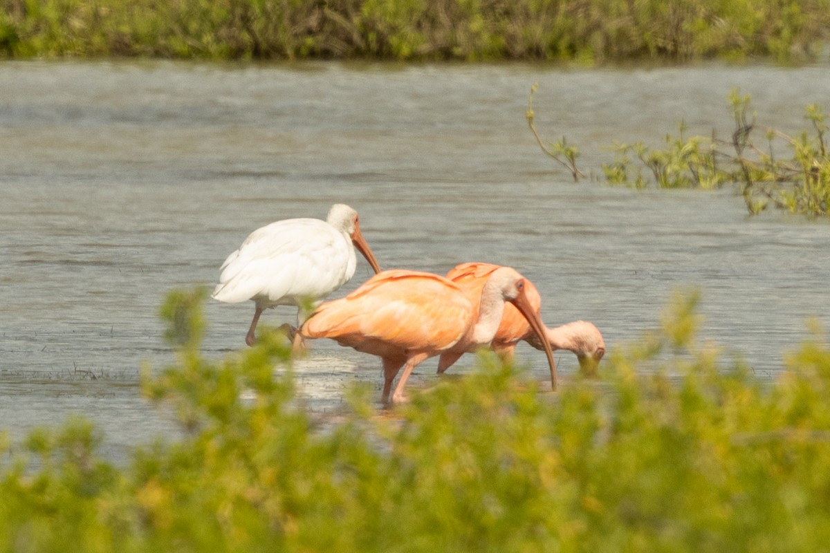 雑種 シロトキ ｘ ショウジョウトキ - ML646856564
