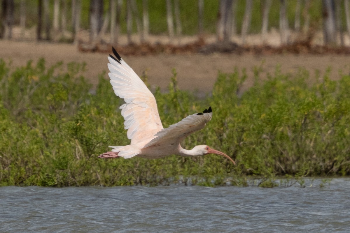 雑種 シロトキ ｘ ショウジョウトキ - ML646856565