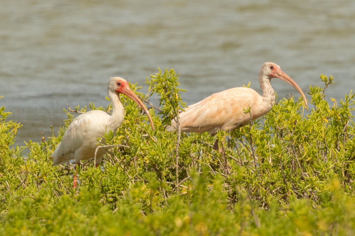 雑種 シロトキ ｘ ショウジョウトキ - ML646856566