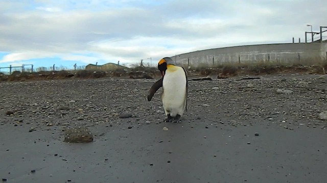 オウサマペンギン - ML646856567