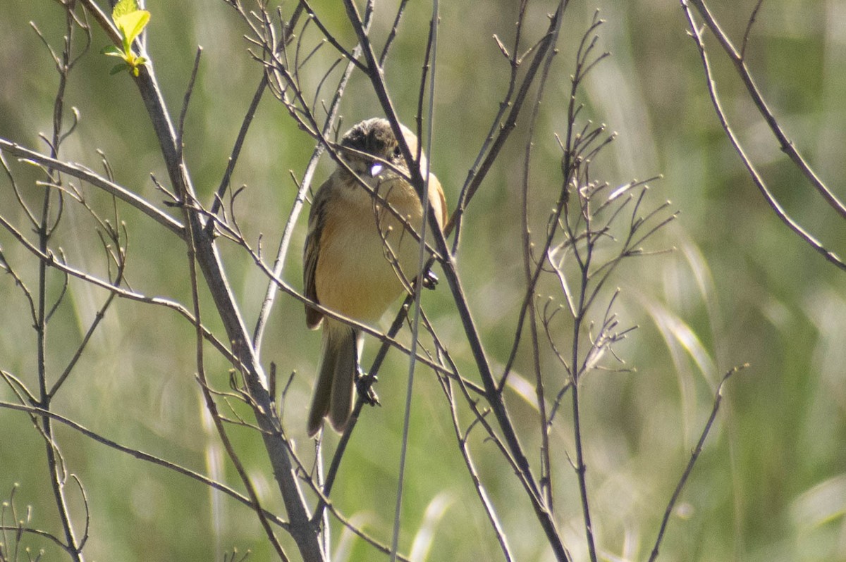 カンムリタイランチョウ - ML646856569