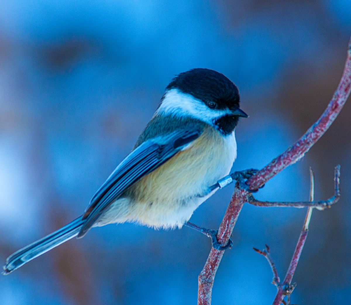 アメリカコガラ - ML646856570