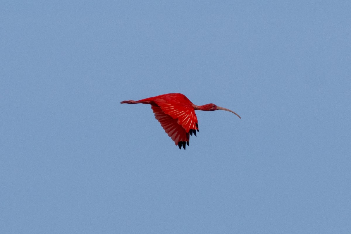 ショウジョウトキ - ML646856571