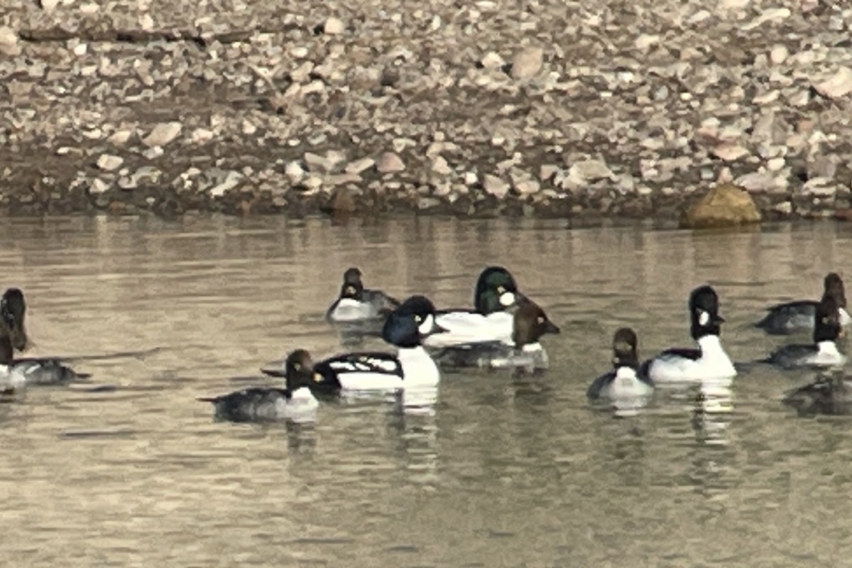 キタホオジロガモ - ML646856572